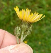 Hieracium caespitosum image